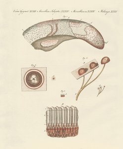 Studio microscopico della lingua della mucca da German School