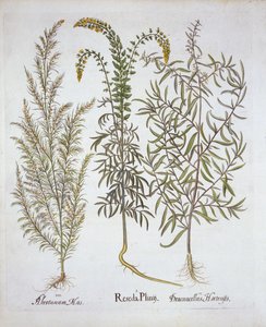 Reseda, abrotano e dragoncello, da Hortus Eystettensis, di Basil Besler, pub. 1613 da German School