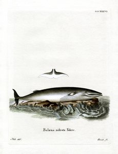 Balena minke da German School