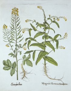 Crescione mitrato e senape bianca, da Hortus Eystettensis, di Basil Besler, pub. 1613 da German School