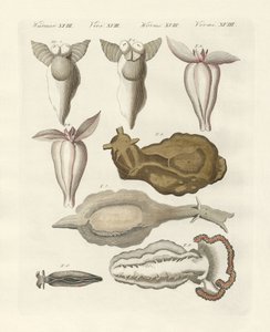 Molluschi