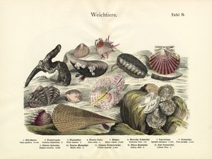 Molluschi da German School