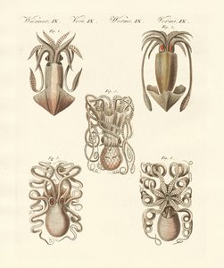 Molluschi o vermi molli da German School