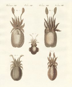 Molluschi o vermi molli da German School