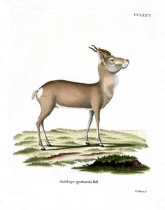 Gazzella mongola da German School