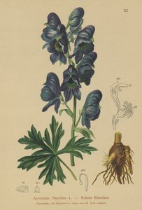 Aconito (Acontium napellus)