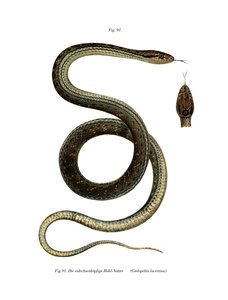 Serpente di Montpellier da German School