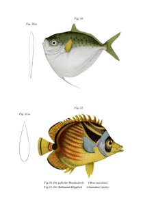 Pesce luna