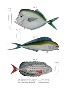 Pesce Luna