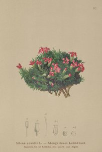 Silene acaulis