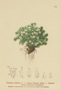 Cherleria sedoides