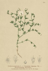 Stellaria cerastioides da German School