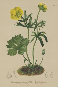 Ranuncolo montano (Ranunculus montanus) da German School
