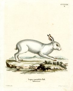 Lepre di montagna