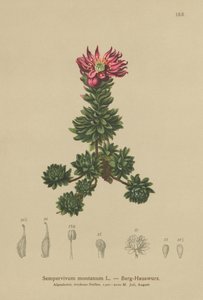 Semprevivo montano (Sempervivum montanum) da German School