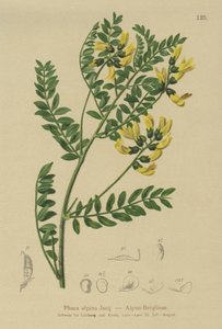Lenticchia di montagna (Phaca alpina, Astragalus alpinus, Astragalus penduliflorus, Colutea alpina, Phaca alpina, Tragacantha penduliflora)
