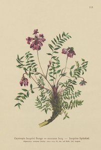 Astragalo di montagna (Oxytropis jacquini, Oxytropis montana) da German School