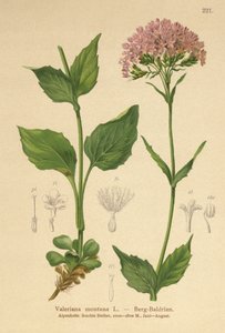 Valeriana montana da German School