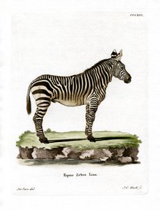 Zebra di montagna da German School