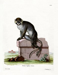 Cercopiteco dal mustacchio