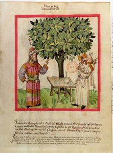 Ms.Lat.9333 fol.11 Raccolta di noce moscata, dal Tacuinum Sanitatis