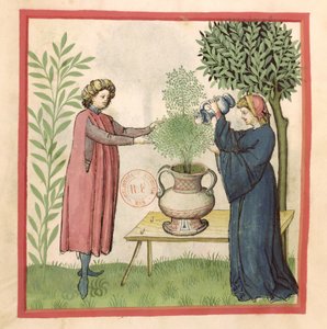 Maggiorana, da Tacuinum Sanitatis da German School