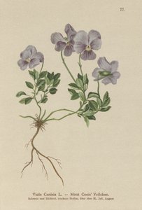 Viola Cenisia da German School