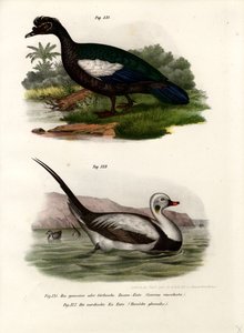 Anatra muta da German School