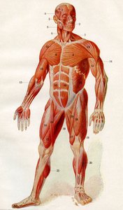 Muscolatura del corpo umano, da 