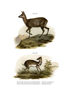 Cervo muschiato, 1860 da German School