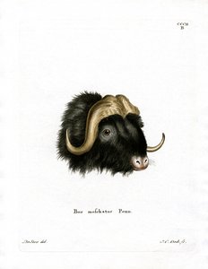 Testa di bue muschiato