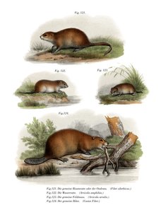 Ondatra, 1860
