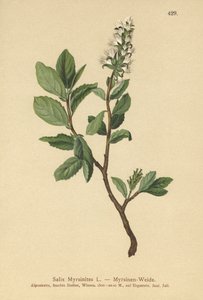 Salix Myrsinites da German School
