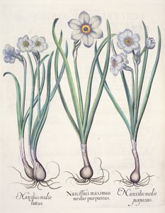 Narcisi, dal Hortus Eystettensis di Basil Besler, pub. 1613 da German School