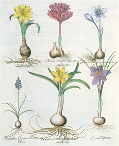 Narcisi, Crochi e Giacinti, dal Hortus Eystettensis di Basil Besler