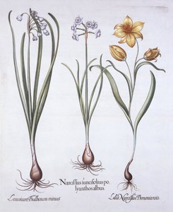 Narciso, tulipano e bucaneve estivo, da Hortus Eystettensis, di Basil Besler, pub. 1613