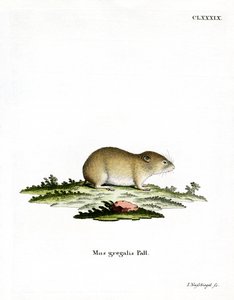 Arvicola dalla testa stretta da German School