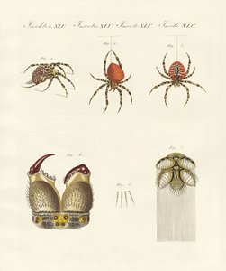 Storia naturale del ragno da German School