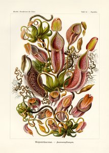Nepentacee