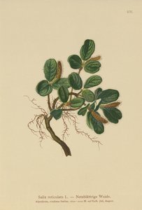 Salix reticulata da German School