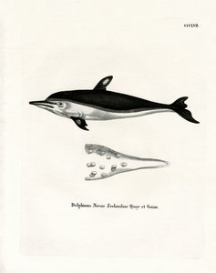 Delfino della Nuova Zelanda da German School