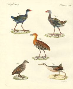 Nuovi uccelli