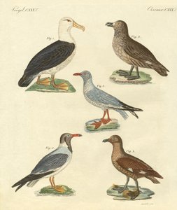 Nuovi uccelli da German School