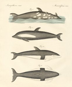Nuovi delfini da German School