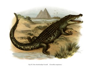 Coccodrillo del Nilo