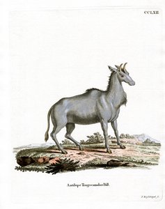 Nilgai da German School