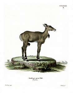 Nilgai da German School