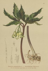 Dentaria a nove foglie (Dentaria enneaphyllos) da German School