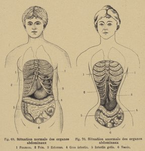 Situazione normale degli organi interni dell