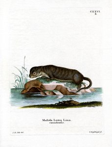 Lontra nordamericana da German School